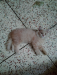 High quality female Persian Kitten for sale.